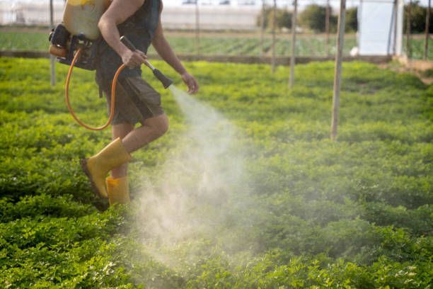 Best Emergency Pest Control  in Goulding, FL
